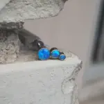 Top Labret T021 - immagine 2