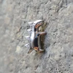 L012 - Louis Petit - immagine 2